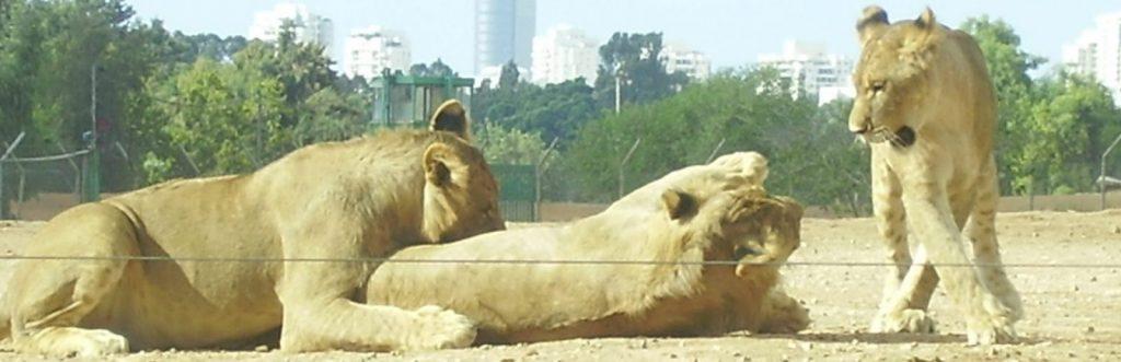 התמודדות עם קנאה