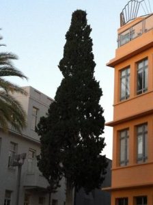 Rachel Bar-Yossef, A Clinical Psychologist, Israel