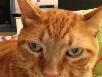 הגברים בוכים בלילה…?